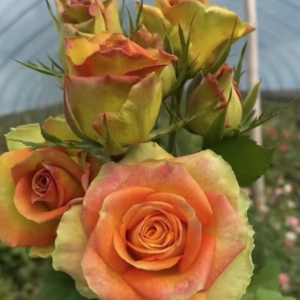 Olduvai Rose for sale丨Flower Gardens