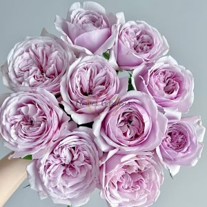 Pacific Blue Rose丨Flower Gardens