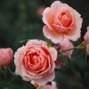 Paul Bocuse Rose plant丨Flower Gardens