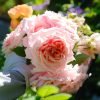 Paul Bocuse Rose丨Flower Gardens