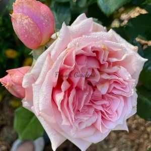 Paul Bocuse Rose for sale丨Flower Gardens