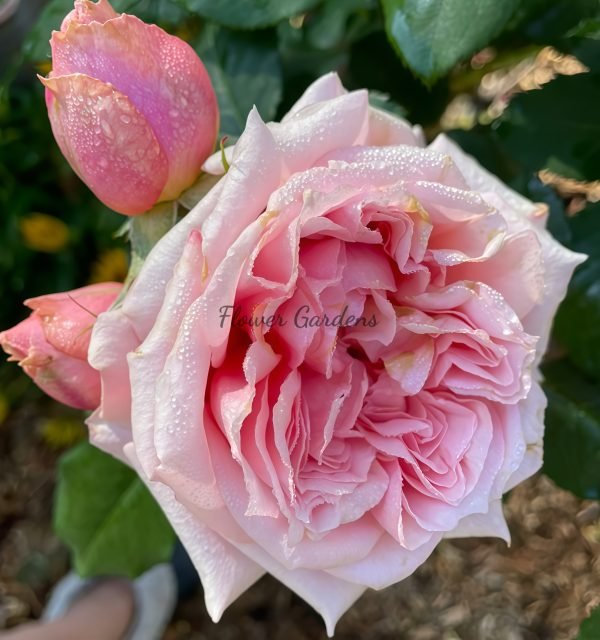Paul Bocuse Rose for sale丨Flower Gardens