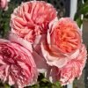 Paul Bocuse Rose丨Flower Gardens