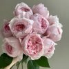 Peony Pink Rose丨Flower Gardens
