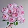 Peony Pink Rose for sale丨Flower Gardens