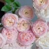Peony Pink Rose丨Flower Gardens