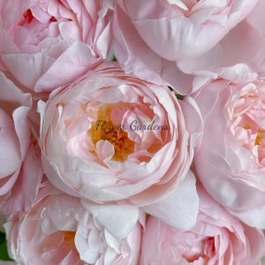 Peony Pink Rose丨Flower Gardens