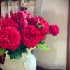 Piano Rose for sale丨Flower Gardens