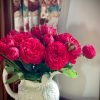 Piano Rose丨Flower Gardens