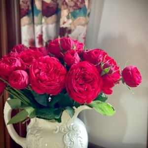 Piano Rose丨Flower Gardens