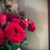 Piano Rose plant丨Flower Gardens