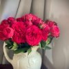 Piano Rose丨Flower Gardens
