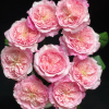 Pink Fragrance Rose for sale丨Flower Gardens