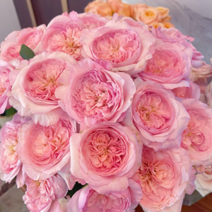 Pink Fragrance Rose plant丨Flower Gardens