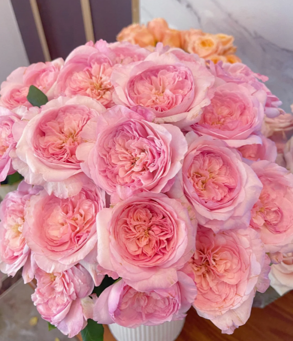 Pink Fragrance Rose plant丨Flower Gardens