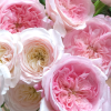 Pink Fragrance Rose丨Flower Gardens