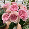 Pink Fragrance Rose丨Flower Gardens