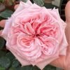 Pink O'Hara Rose plant丨Flower Gardens
