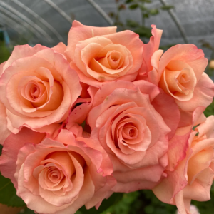 Pink Petticoat Rose for sale丨Flower Gardens
