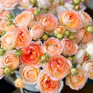 Princess Aiko Rose for sale丨Flower Gardens