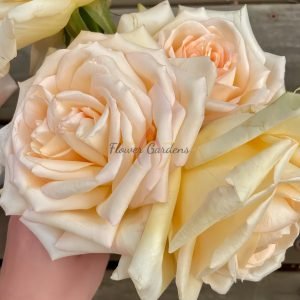 Princess Maya Rose plant丨Flower Gardens