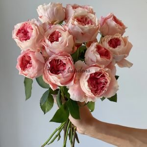 Princess Sakura Rose plant丨Flower Gardens