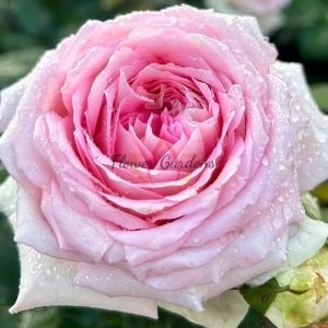 Ragazza Rose for sale丨Flower Gardens