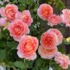 Romantic Antike Rose丨Flower Gardens