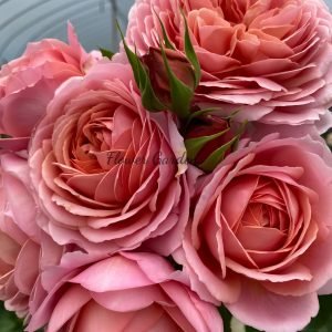 Romantic Antike Rose丨Flower Gardens