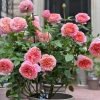 Romantic Antike Rose for sale丨Flower Gardens