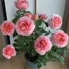 Romantic Antike Rose丨Flower Gardens