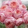 Romantic Antike Rose plant丨Flower Gardens
