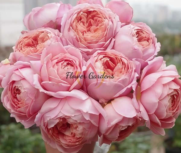 Romantic Antike Rose plant丨Flower Gardens