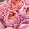 Romantic Antike Rose丨Flower Gardens