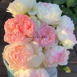 Rose m perzik Rose plant丨Flower Gardens