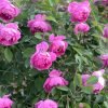 Royal Jubilee Rose for sale丨Flower Gardens