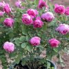 Royal Jubilee Rose丨Flower Gardens