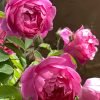 Royal Jubilee Rose plant丨Flower Gardens