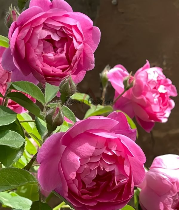 Royal Jubilee Rose plant丨Flower Gardens