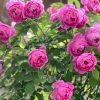 Royal Jubilee Rose丨Flower Gardens