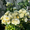 Royal Park Rose for sale丨Flower Gardens