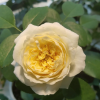 Royal Park Rose丨Flower Gardens
