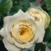 Royal Park Rose丨Flower Gardens
