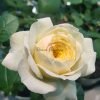 Royal Park Rose plant丨Flower Gardens