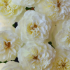 Royal Park Rose plant丨Flower Gardens