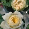 Royal Park Rose丨Flower Gardens