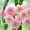Sabrina Rose for sale丨Flower Gardens