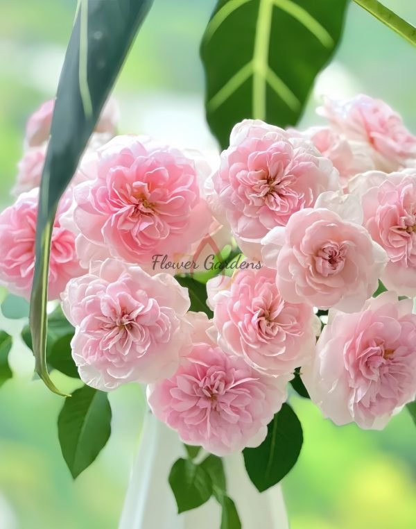 Sabrina Rose for sale丨Flower Gardens