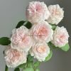 Sabrina Rose丨Flower Gardens