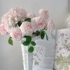 Sabrina Rose plant丨Flower Gardens